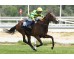  Carrera: G.P Beamonte Oaks Caballo: Sweet Caroline Monta: S.de Sousa